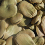 Fava larga di Leonforte