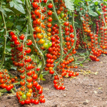 Pomodoro di Pachino