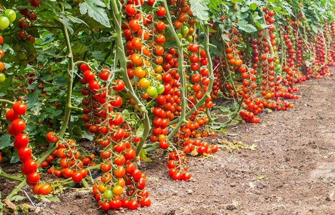 Pomodoro di Pachino